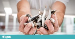 Se quiser apanhar bom peixe, adopte a técnica da arca e dos memorandos