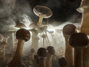 Psychedelics are coming. Are we ready?