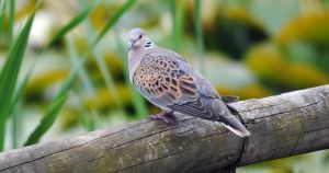 Wildlife trust offers free bird surveys for farms and country estates