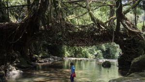 Living Root Bridges: The natural marvel hidden in Meghalaya