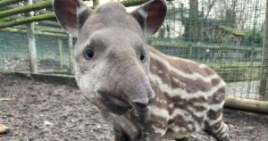 Heartbreak as zoo announces sudden death of two-year-old animal