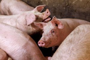 Bien-être animal : quand l’industrie fait la loi