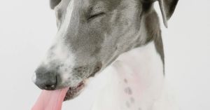 Is Your Dog Really Dumb, or Are You Dumb About Dogs?