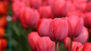 Kashmir’s Commercial Floriculture
