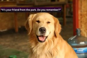 Dog mom reads fake letter loaded with pup’s favorite words, and his reactions are priceless