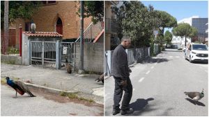 L’invasione dei pavoni, Punta Marina colonizzata e cittadini esasperati: “Oltre 100: sono ovunque”