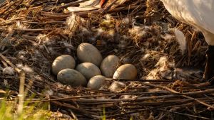 Sparite le uova di cigno nel laghetto di Salvatronda: è caccia agli autori