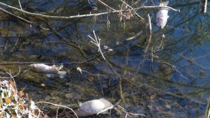 Moria di pesci nel laghetto di via Europa a San Donato, via al piano-salvezza: “Analisi, diagnosi e monitoraggi”