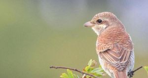 Where to see rare and 'dramatically declining' bird in Norfolk