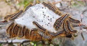 Warning after toxic caterpillars spotted close to Norfolk coast