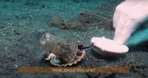Diver convinces a tiny octopus to trade a plastic cup for a shell in Pixar-worthy video