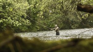 Cada vez más cerca del último salmón asturiano: los expertos alertan de que la población del rey del río está 