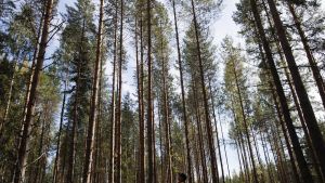 Metsänhoito | Paljonko on metsäni rahallinen arvo oikeasti?