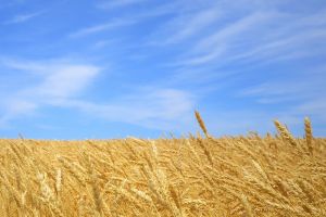 Who is Ontario’s ‘food independence’ really for?