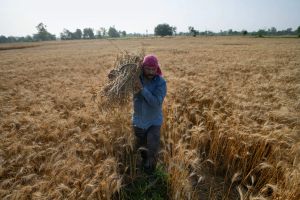 Iran war fertilizer squeeze could spell trouble for next year’s grain harvests