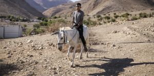 Donkeys are a symbol of endurance for Palestinians – they are also a target of settler violence and care