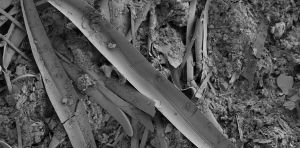L’oxygène, cette molécule paradoxale, base de la vie et poison mortel : comment les microorganismes y font face