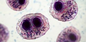Contre le glioblastome, la tumeur cérébrale la plus fréquente, la piste du cytomégalovirus
