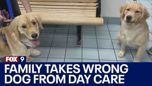 Cats save the day after family accidentally brings home the wrong dog from daycare