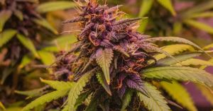 Cannabis Vaping: Safer Than Smoking…or Just Newer?