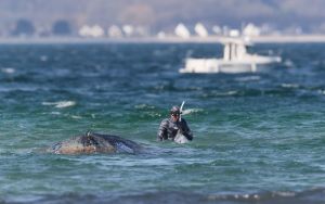Spasavanje nasukanog kita Timija u Baltiku, uskoro kreće operacija „Jastuk“ (FOTO)