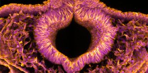 Fluorescent quail embryos could help solve serious birth defects in humans