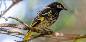 Possums and gliders are pushing a native bird to extinction. What can we do?