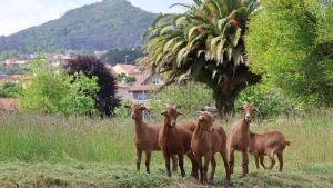 Ecodesbrozadoras