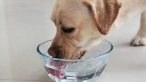 Hund trinkt plötzlich viel mehr – wann es gefährlich wird