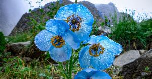This Rare Blue Flower Survives 2–5 Years in the Harsh Himalayan Cold to Bloom for a Few Days