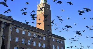 City Hall stumped over market's pesky pigeons