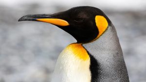 Emperor penguins survived everything — until us