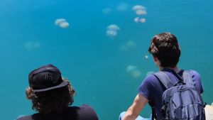 Invasione di meduse nel golfo di Trieste, l’Ogs: «Esclusi rischi per la balneazione»