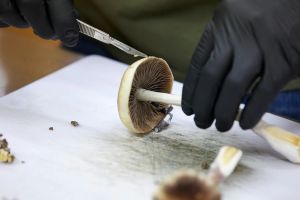 The Trump administration should confront reality on its psychedelics agenda