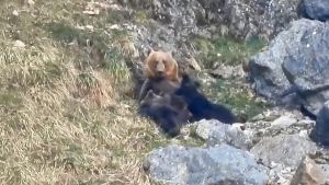 Las enternecedoras imágenes de una mamá osa amamantando a sus dos crías en el Parque Natural de Somiedo
