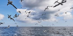 There’s a reason we don’t have birds the size of elephants: the mysterious story of how dinosaurs evolved – expert Q&A