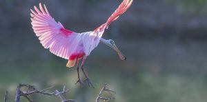 The story of birds: a new history from their dinosaur origins – extract of Steve Brusatte’s new book