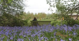 'Stunning' bluebell wood tucked away near Norwich to open to public