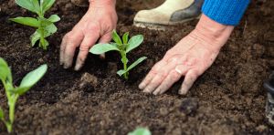 Comment généraliser l’agroécologie ?