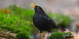 Why the dawn chorus sounds different from place to place