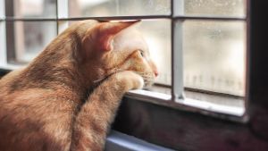 Veterinarka upozorava: Ovih 7 znakova otkriva da je vaša mačka usamljena