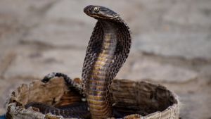 Morso da un serpente durante la vacanza in famiglia: muore turista