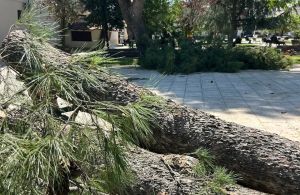 Interventi sugli alberi in piazza Dante: previsto abbattimento di dieci pini