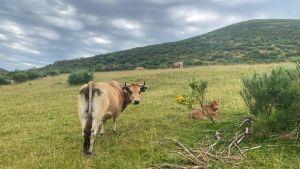 Máxima tensión entre Asturias y León: los ganaderos de Mieres se echan a la calle para denunciar un “bloqueo injusto” que les deja sin pastos este verano