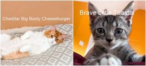 Cheddar Big Booty Cheeseburger wins Wackiest Cat Name contest, but these 9 runner-ups are clever, too