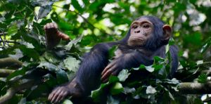 Nest‑building chimpanzees seem to anticipate future weather