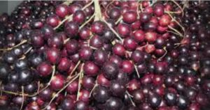 Corozo, el oro rojo del Caribe
