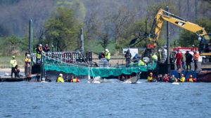 Die teils überraschende Chronologie des Ostsee-Buckelwals