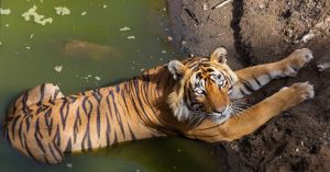 How India Became the Only Home to All 5 Big Cats — With 3600+ Tigers