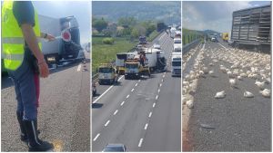 Incidenti e caos sull’A14 tra Fano e Marotta: tre persone ferite, polli vivi in autostrada e code
